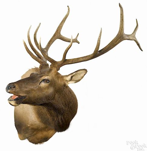 Taxidermy shoulder mount of an elk, 6 x 6, 53'' h. Provenance: From the estate of Rodney Ness