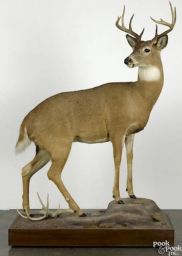 Taxidermy full-body mount of a ten-point whitetail deer on a decorative platform base, 72 1/2'' h.