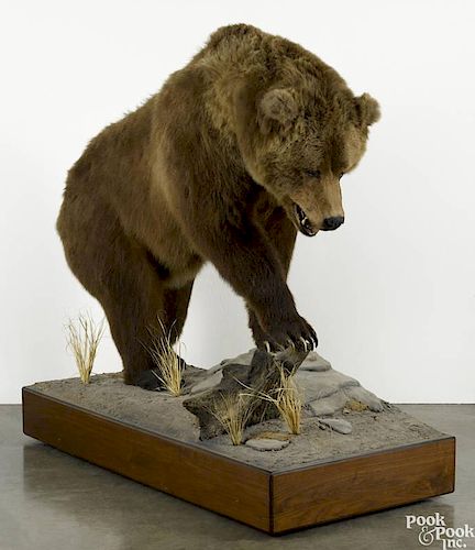 Taxidermy full-body mount of a Kodiak brown bear on a decorative platform base, 66'' h., 60'' l.