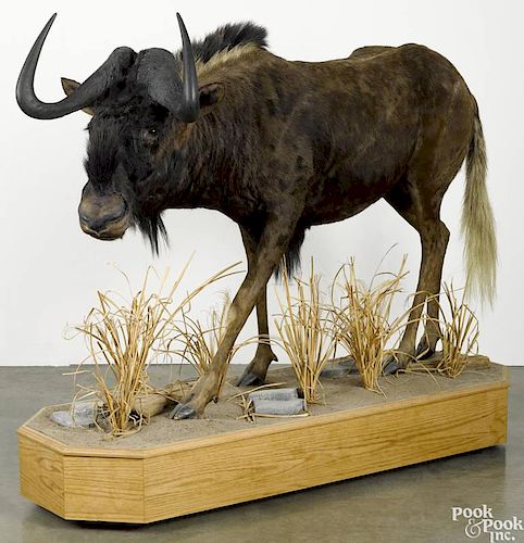 Taxidermy full-body mount of an African black wildebeest on a decorative platform base, 53 1/2'' h.
