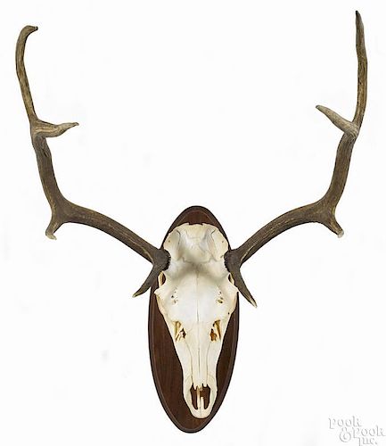 Mounted elk skull, 4 x 4, 41'' h. Provenance: From the estate of Rodney Ness-Ness Taxidermy