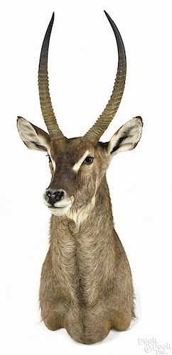 Taxidermy shoulder mount of a waterbuck, 60'' h. Provenance: From the estate of Rodney Ness