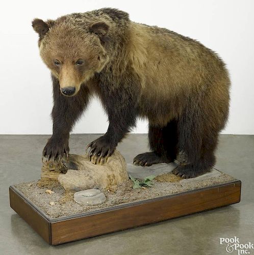 Taxidermy full-body mount of a grizzly bear on a decorative platform base, 42'' h., 42'' l.