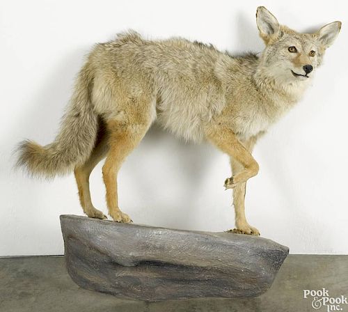 Taxidermy full-body mount of a coyote on a decorative hanging faux-stone formation, 36'' h., 35'' l.