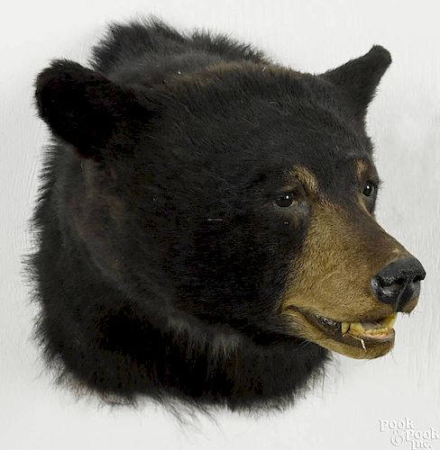 Taxidermy head mount of a black bear, 20'' h. Provenance: From the estate of Rodney Ness