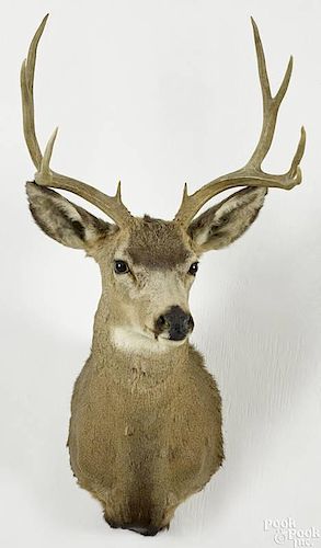Taxidermy shoulder mount of a nine-point mule deer, 45'' h.