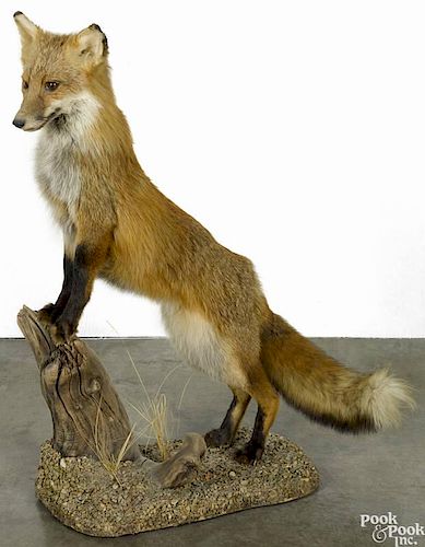 Taxidermy full-body mount of a red fox on a decorative base, 34'' h.