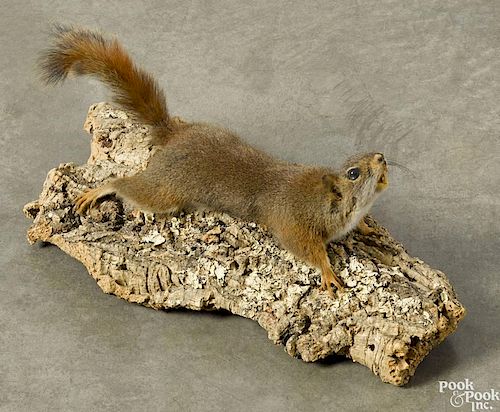Taxidermy full-body mount of a red squirrel on bark plaque, 12 1/2" h.