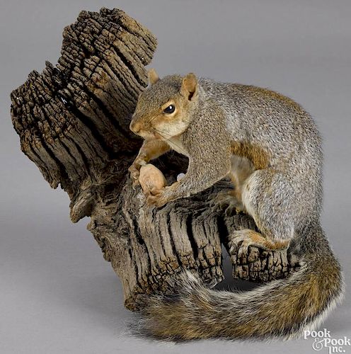 Taxidermy full-body mount of a grey squirrel on a weathered log, 10 1/2'' h.