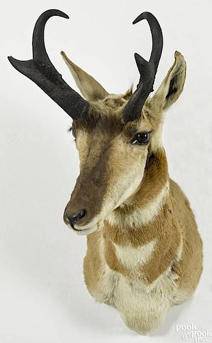 Taxidermy shoulder mount of a prong horn antelope, 31'' h.