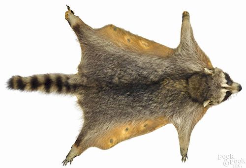 Raccoon pelt mounted on a board, 37'' l. Provenance: From the estate of Rodney Ness-Ness Taxidermy