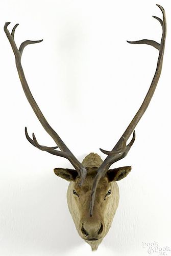 Taxidermy shoulder mount of a caribou, 57'' h.