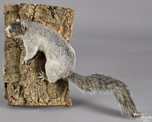 Taxidermy full-body mount of a fox squirrel on a bark plaque, 16'' h.
