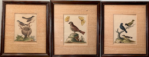 Three Ornithological Prints by George Edwards, British