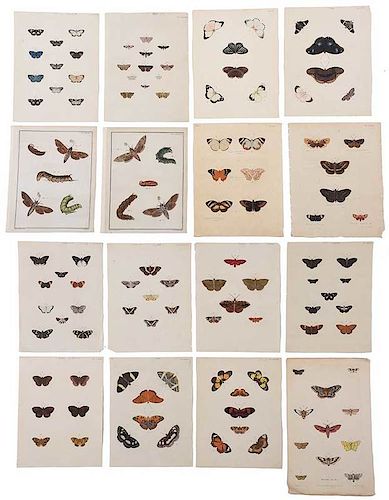 Group of Lepidoptera Prints