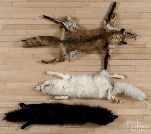 Three fox pelts, to include a red fox, a Nordic fox, and a black dyed fox pelt.