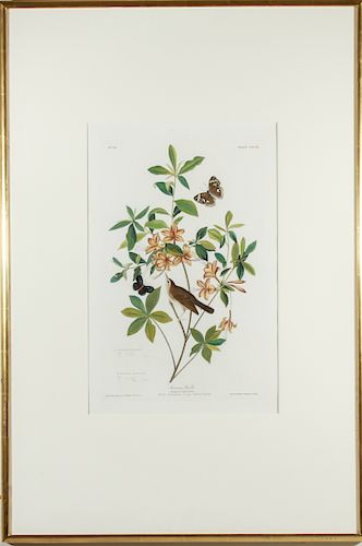 Audubon Swainson’s Warbler Hand-Colored Engraving