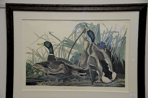 After John James Audubon print "Mallard Duck", large folio. sight size 25 1/2" x 38"