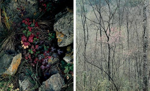 ELIOT PORTER (American 1901-1990) TWO PHOTOGRAPHS, "Redbud Trees in Bottomland, Near Red River Gorge, Kentucky. April 17, 1968," and "Columbine Leaves