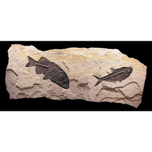 LARGE FOSSIL FISH MURAL