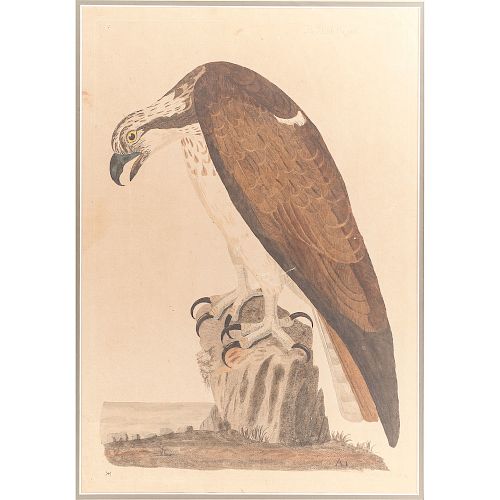 Engraving by Peter Mazell after Peter Paillou (English, 1757-1831), The Bald Buzzard