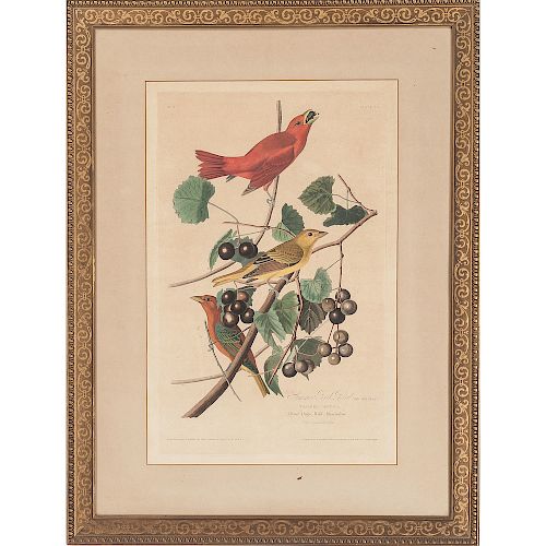 Audubon, Havell Edition, Summer Red Bird
