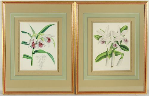 19th C. English Floral Orchid Lithographs, 2