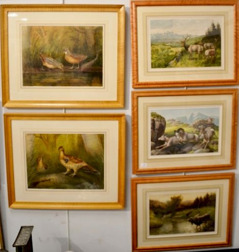 Group of five colored lithographs, two H. Sandam Moose, and Elk, Edward Knobel Mountain Goat, two Gerard Hardenbergh, lithograph of Woodcock, Quail, M