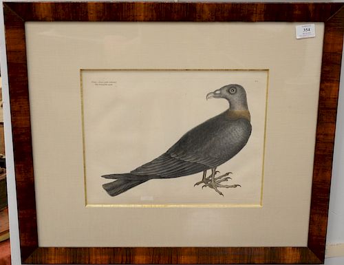 Mark Catesby (1679 - 1749), pair of hand colored copper engravings, "The Turkey Buzzard" T6, and "The Fishing Hawk" T2, sight size: 12" x 15". Provena