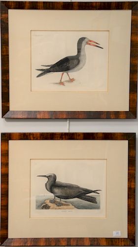 Mark Catesby (1679 - 1749), pair of hand colored copper engravings, "Cut Water", "The Noddy" T88, sight size: 12" x 15". Provenance: Property from the