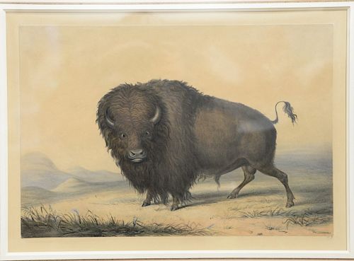 George Catlin (1796 - 1872), hand colored lithograph laid on paper, North American portfolio, Buffalo Bull, grazing plate number two, 1844. sight size