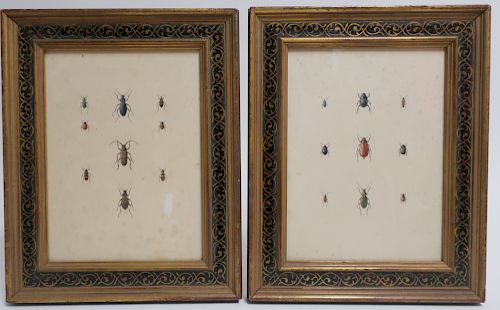 Pair of Watercolors of Entomology Subjects, 19th
