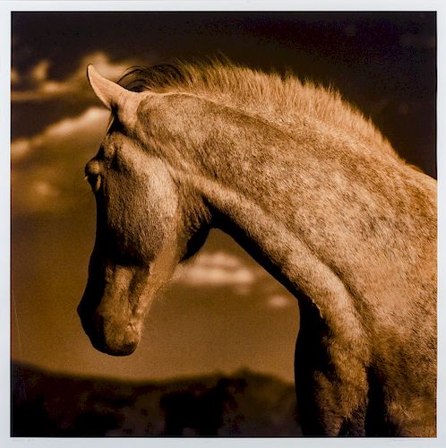 Michael Eastman 
(American, b. 1947)
Horse 1 #1/10