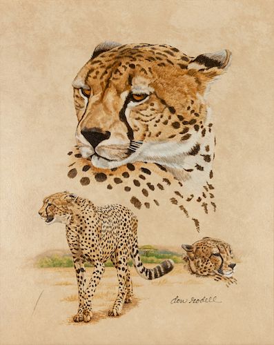 Don Rodell 
(American, 1932- 2003)
Cheetah Study, 1977