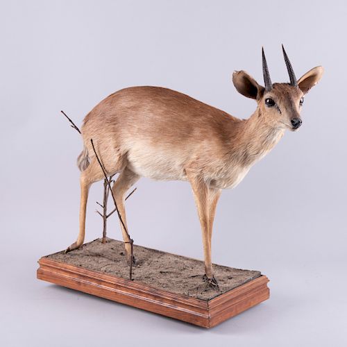Suni Antelope. Mozambique, África del Este. Siglo XX. Taxidermia. Dimensiones: 50 x 20 x 55 cm.