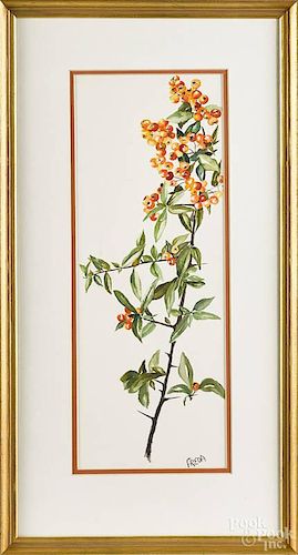 Watercolor botanical, 20th/21st c., of a firethorn branch with orange berries, signed Freda