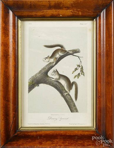 James J. Audubon hand-tinted lithograph of the Downy Squirrel, plate 25