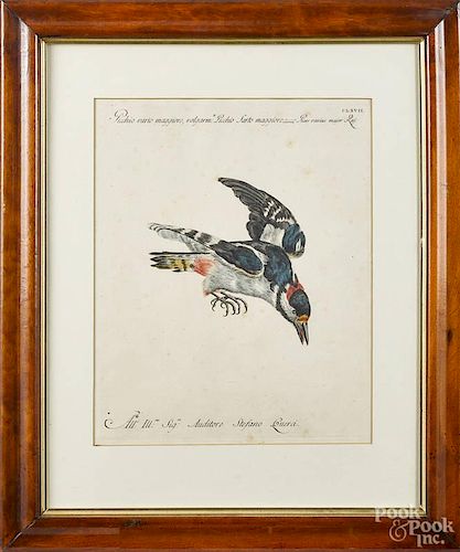 Stefano Guerci (Italian), hand-tinted engraving of a bird, 14'' x 11''.