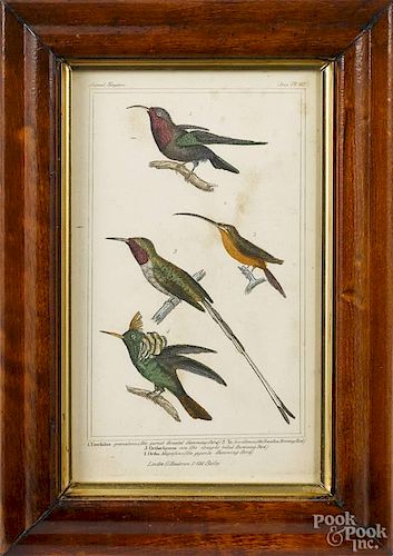 Two hand-tinted Animal Kingdom lithographs, inscribed London G. Henderson, plate 43 and plate 60