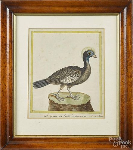 French hand-tinted lithograph of a bird, 10 3/4'' x 8 3/4''.