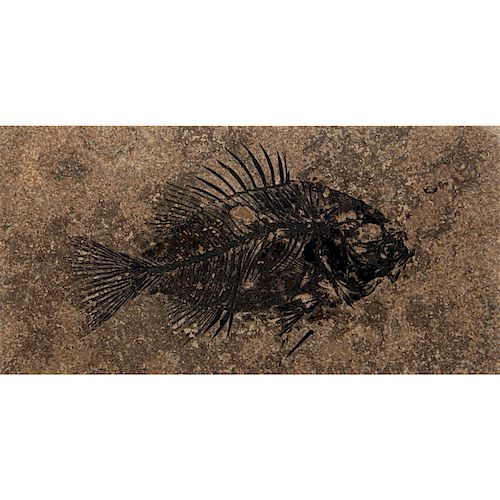 GREEN RIVER FOSSILIZED EOCENE FISH IN HONED FINISHED TILE