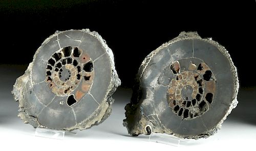 Lot of 2 Fossilized Russian Ammonites