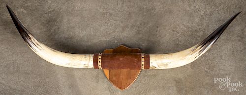 Large pair of Texas longhorn steer horns