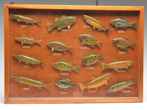 Wall display case with 16 fresh water fish carvings.