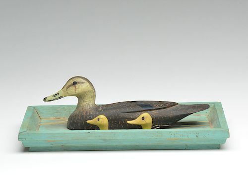 Half size black duck with four smaller heads swimming in framed body of water.