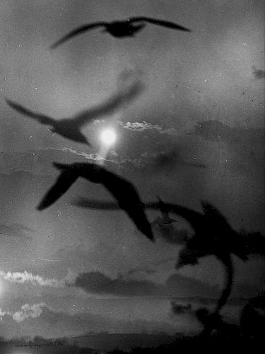Mario Giacomelli (1925-2000)  - Untitled (seagulls)
