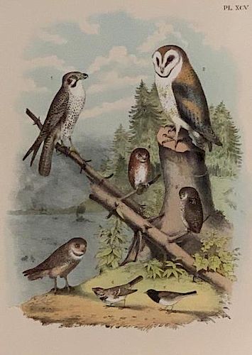 Owl Print, Theodore Jasper,Birds of North America