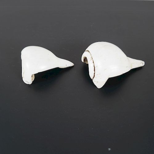 Two Polished Lightning Whelk Shells