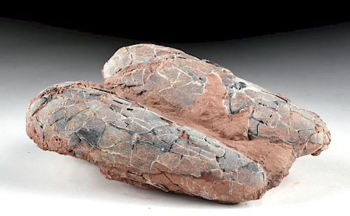 Conjoined Cretaceous Theropod Fossil Eggs