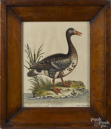 Three color bird engravings, after G. Eduards, 9 1/2'' x 7 1/2''.